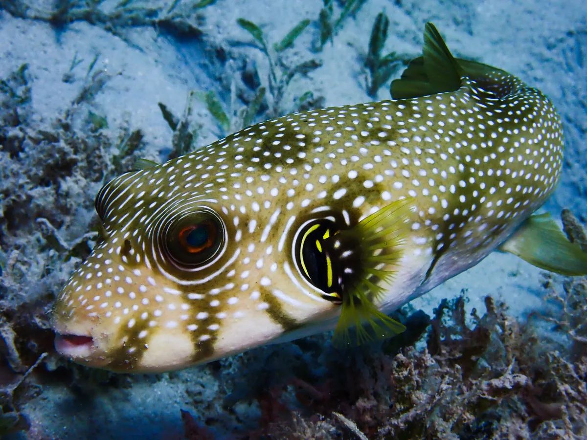 Whitespotted Puffer