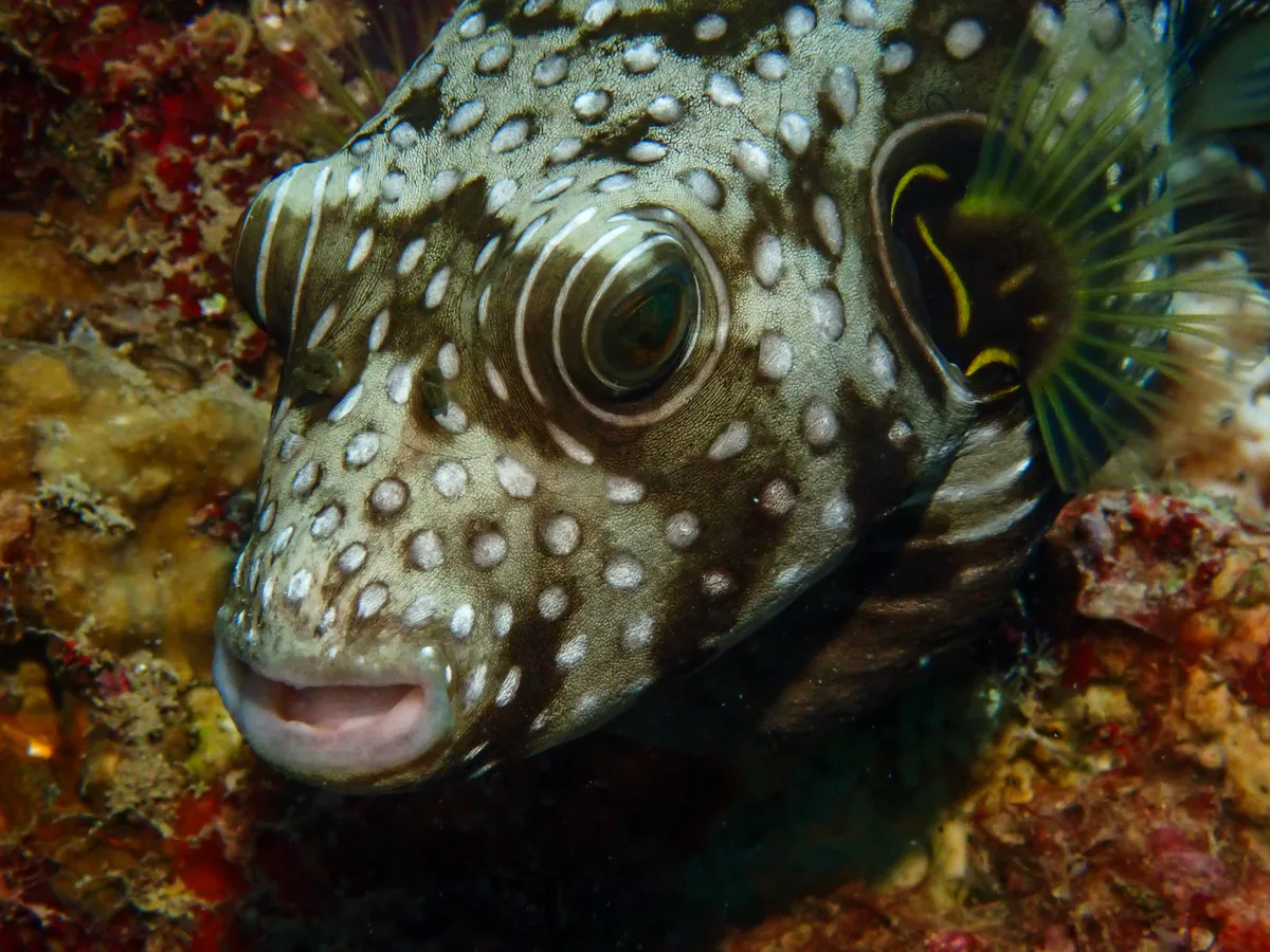 Whitespotted Puffer