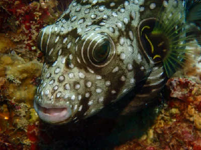 Whitespotted Puffer