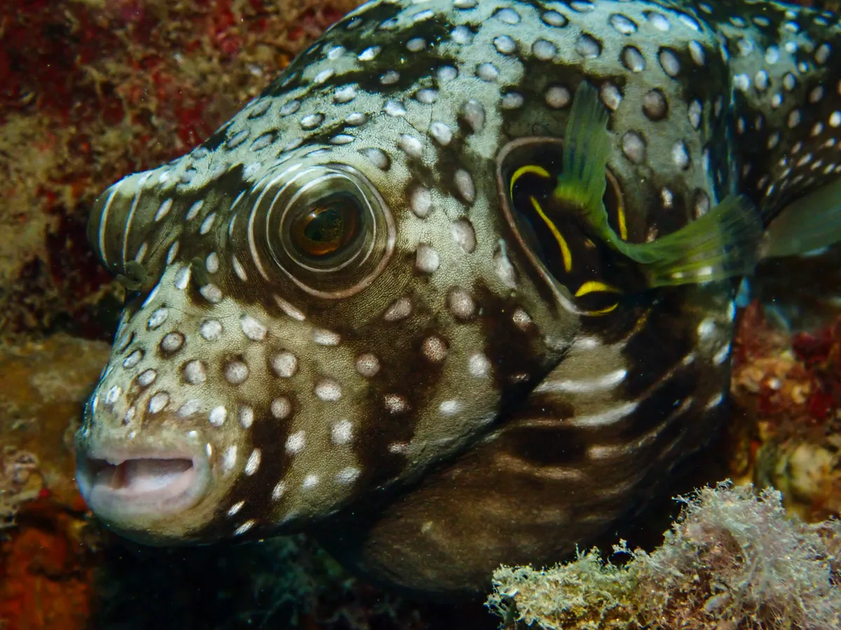 Whitespotted Puffer