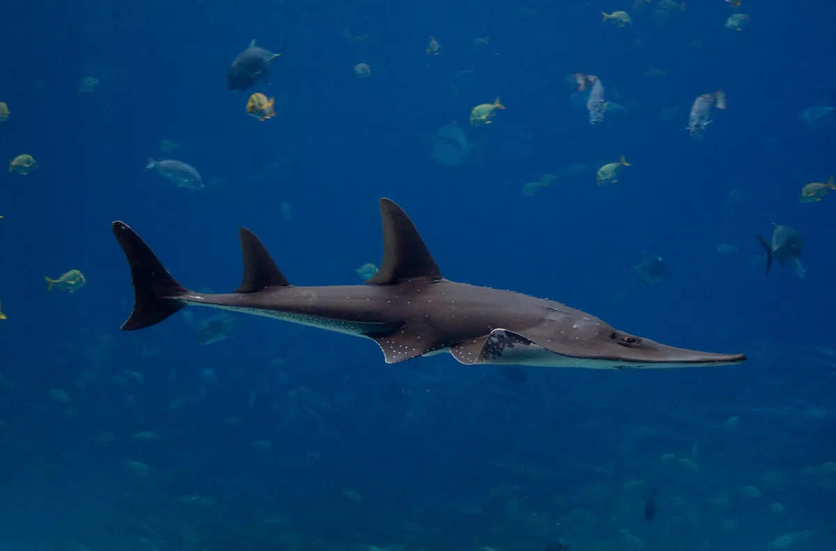 Giant guitarfish (Rhynchobatus djiddensis)