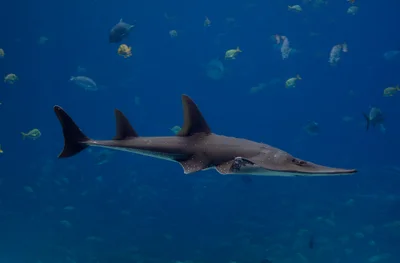 Giant guitarfish  (Rhynchobatus djiddensis)