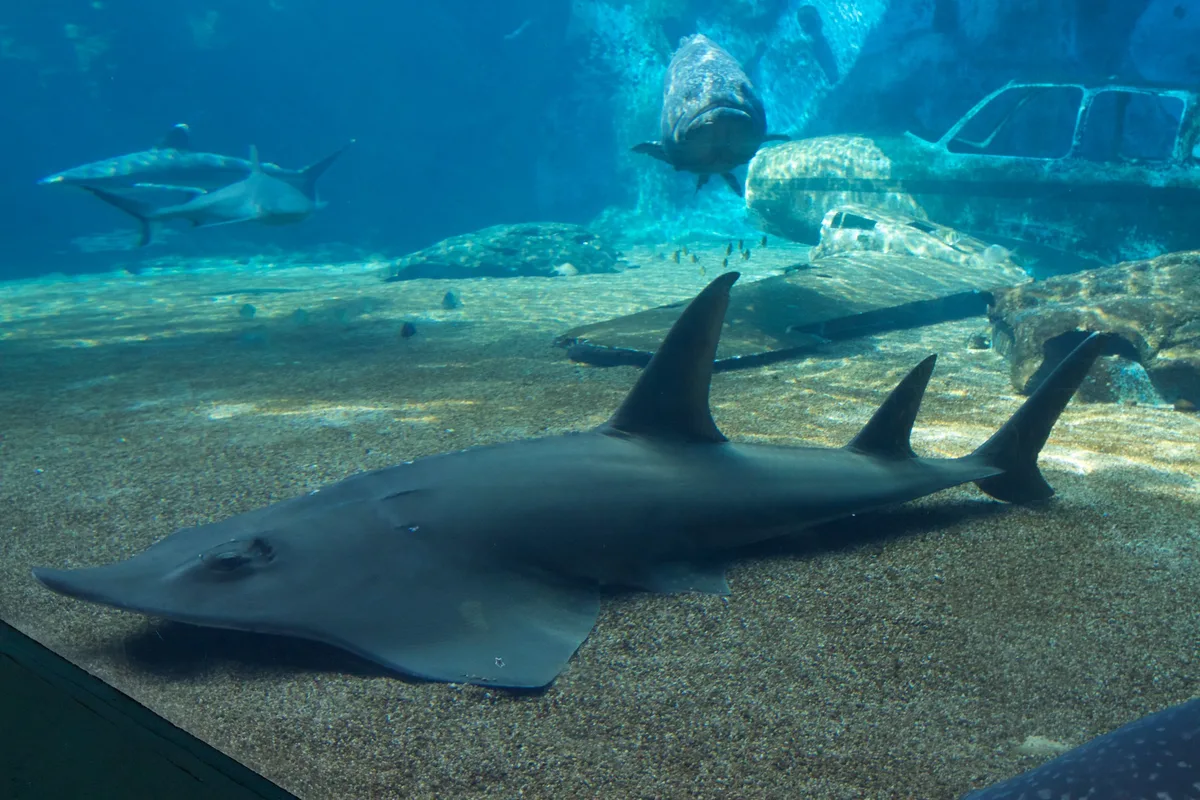 Rhynchobatus djiddensis