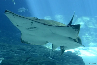 Giant Guitarfish - Rhynchobatus djiddensis