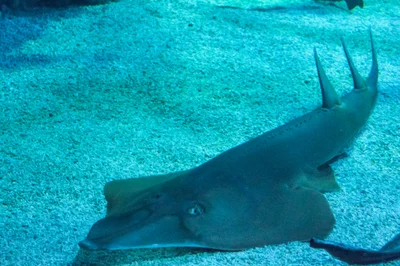 Grande raie guitare - Rhynchobatus Djiddensis - Rhinidae