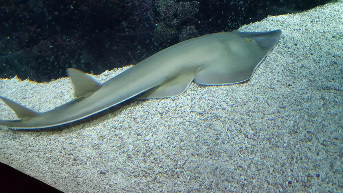Burger Zoo Netherland - giant guitarfish Rhynchobatus djiddensis