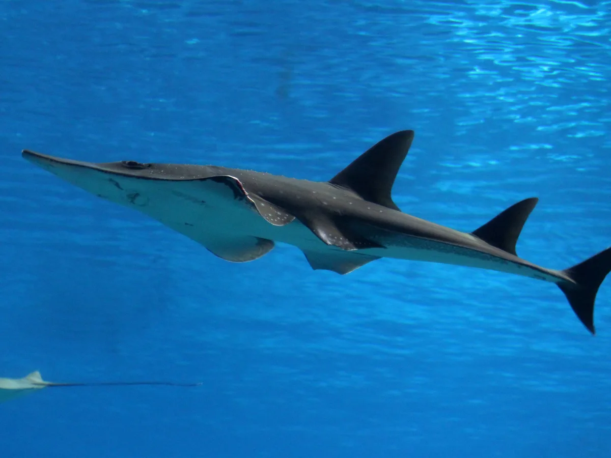 Giant guitarfish