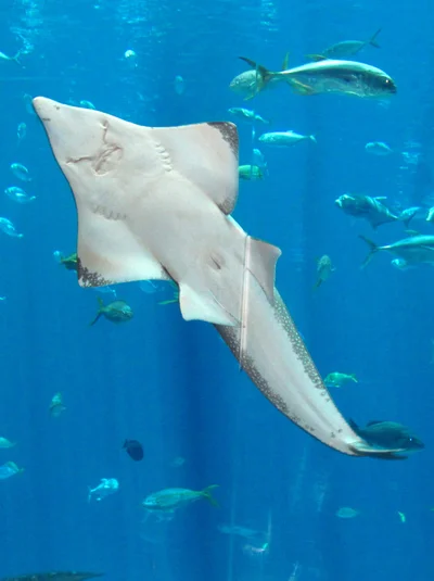 Giant guitarfish