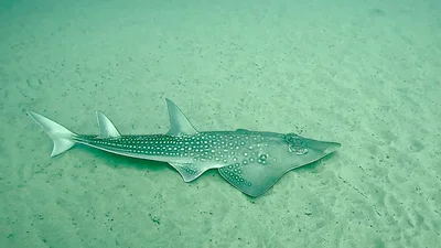 Rhynchobatus djiddensis