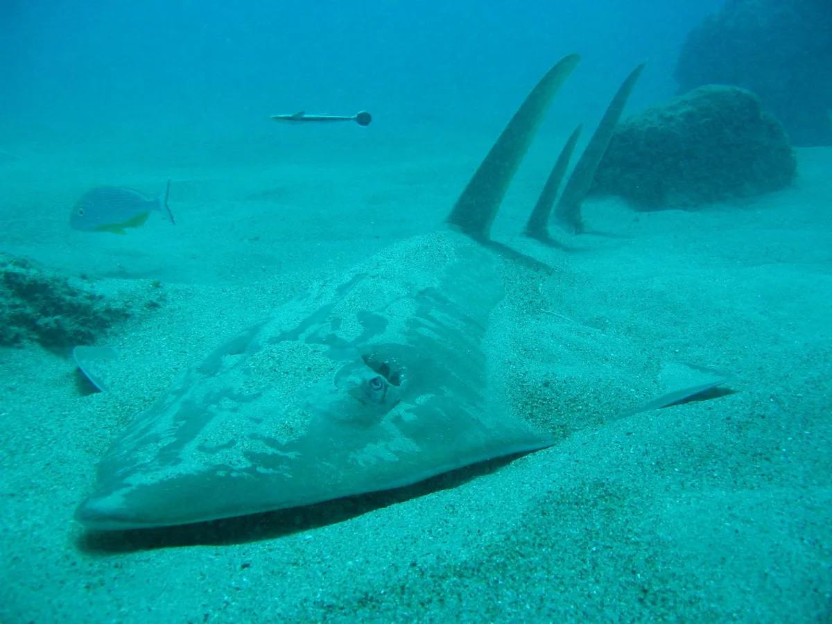 Rhynchobatus djiddensis