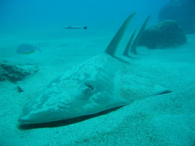 Rhynchobatus djiddensis