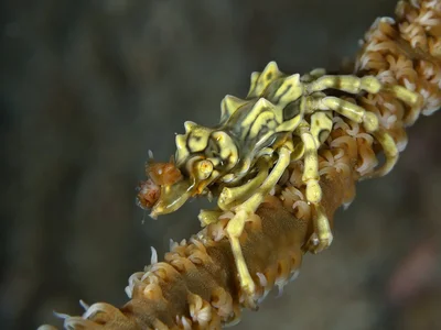 Xenocarcinus tuberculatus