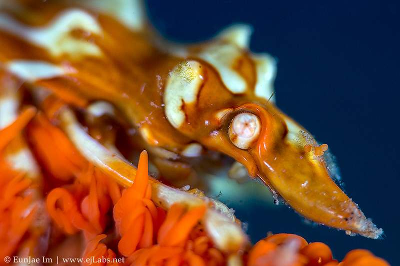 Xenocarcinus tuberculatus