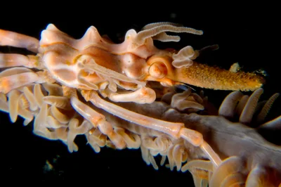Xenocarcinus tuberculatus