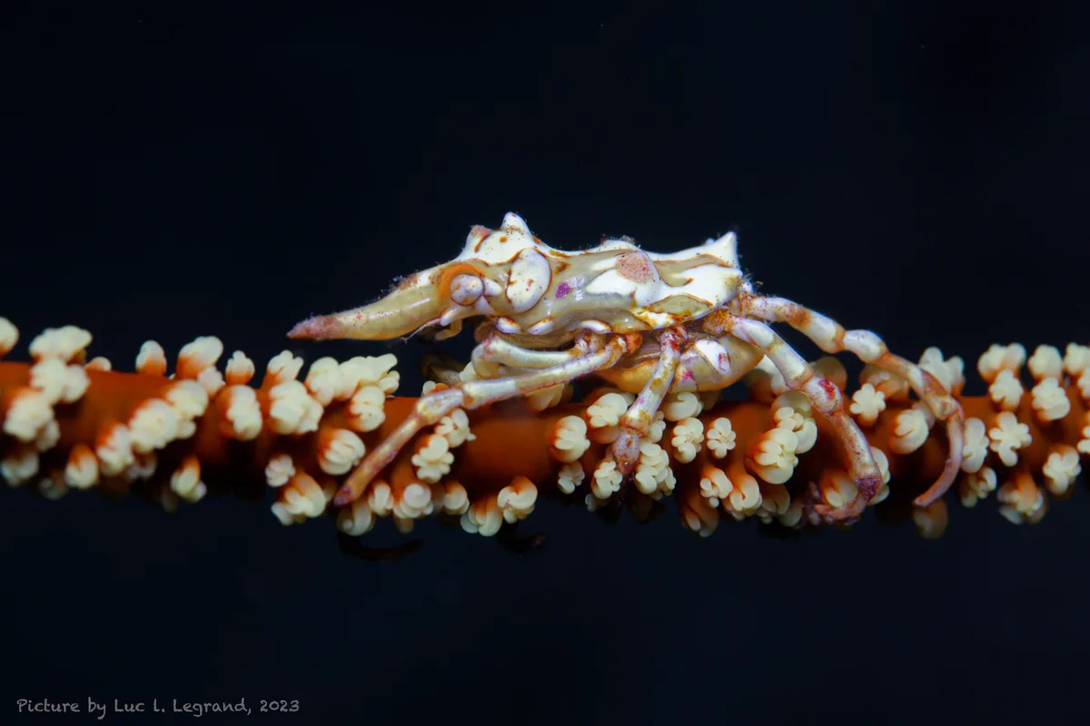 Xenocarcinus tuberculatus