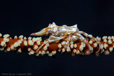 Xenocarcinus tuberculatus