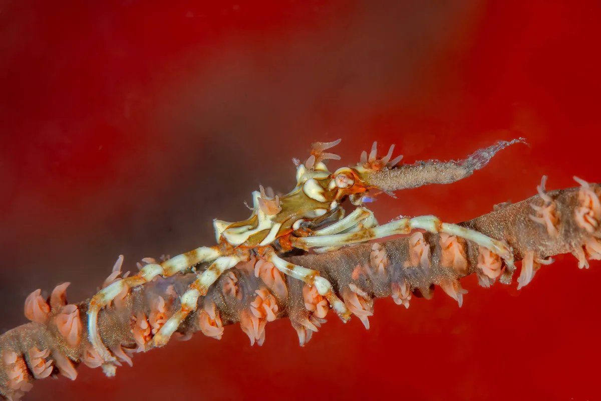 Wire coral crab.jpg