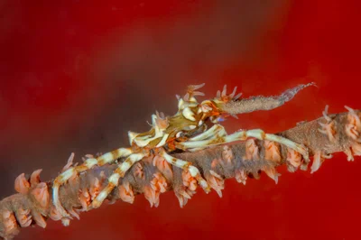 Wire coral crab.jpg