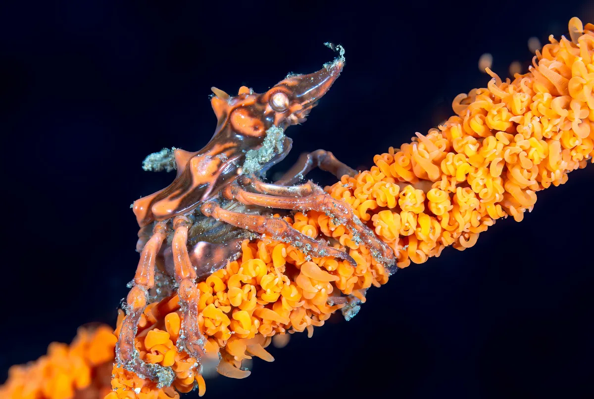 Seawhip Crab - Xenocarcinus tuberculatus