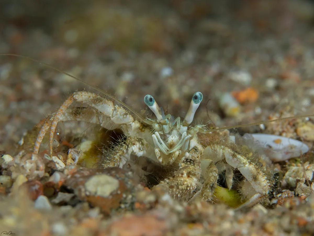 Woodmason's Hermit Crab