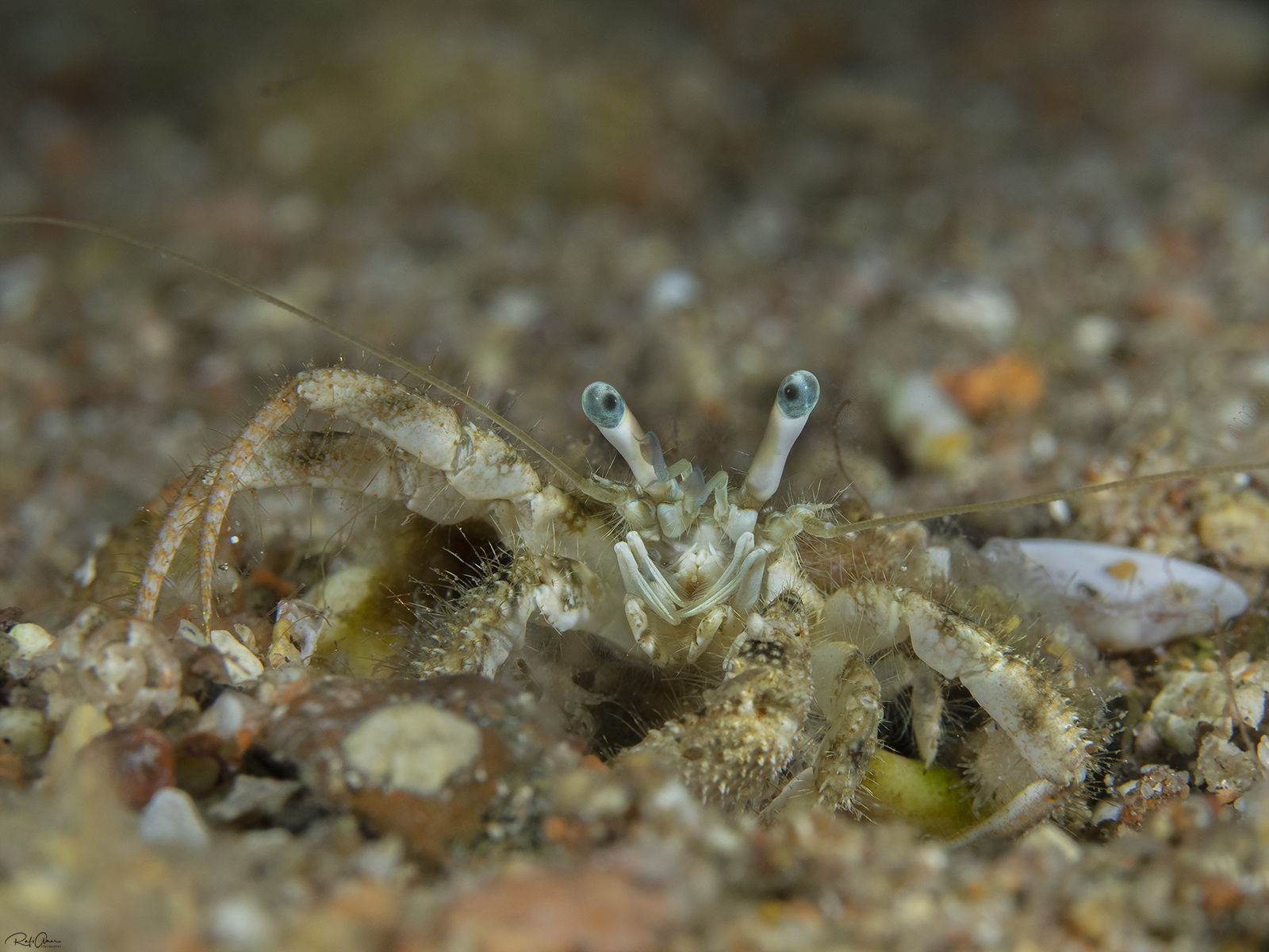 Woodmason's Hermit Crab