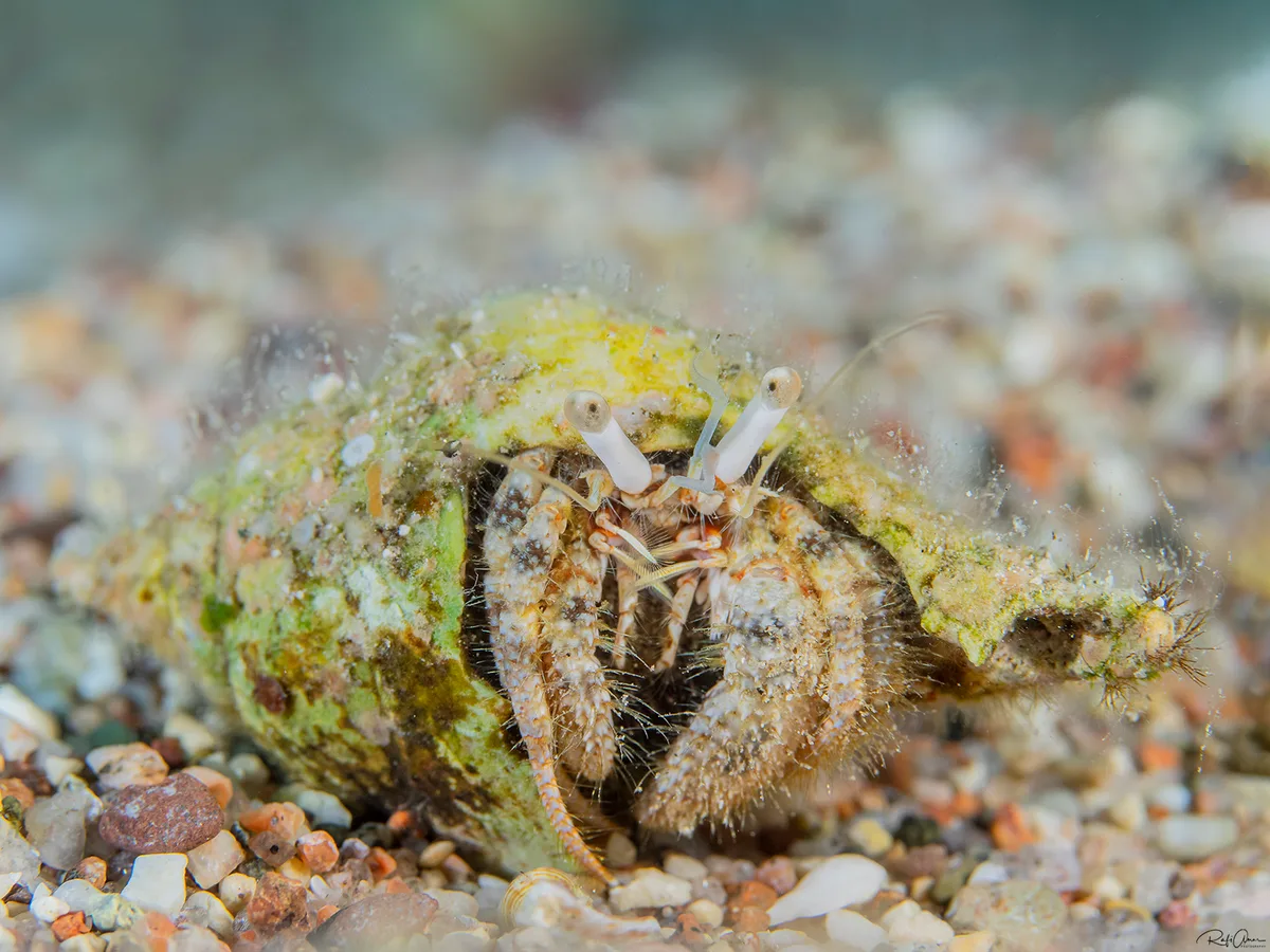 Woodmason's Hermit Crab