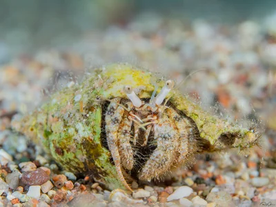 Woodmason's Hermit Crab