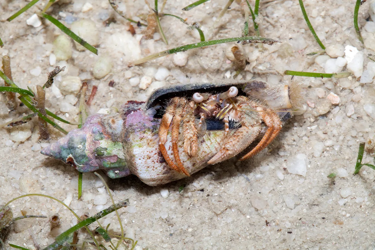 Woodmason's Hermit Crab