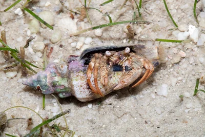 Woodmason's Hermit Crab