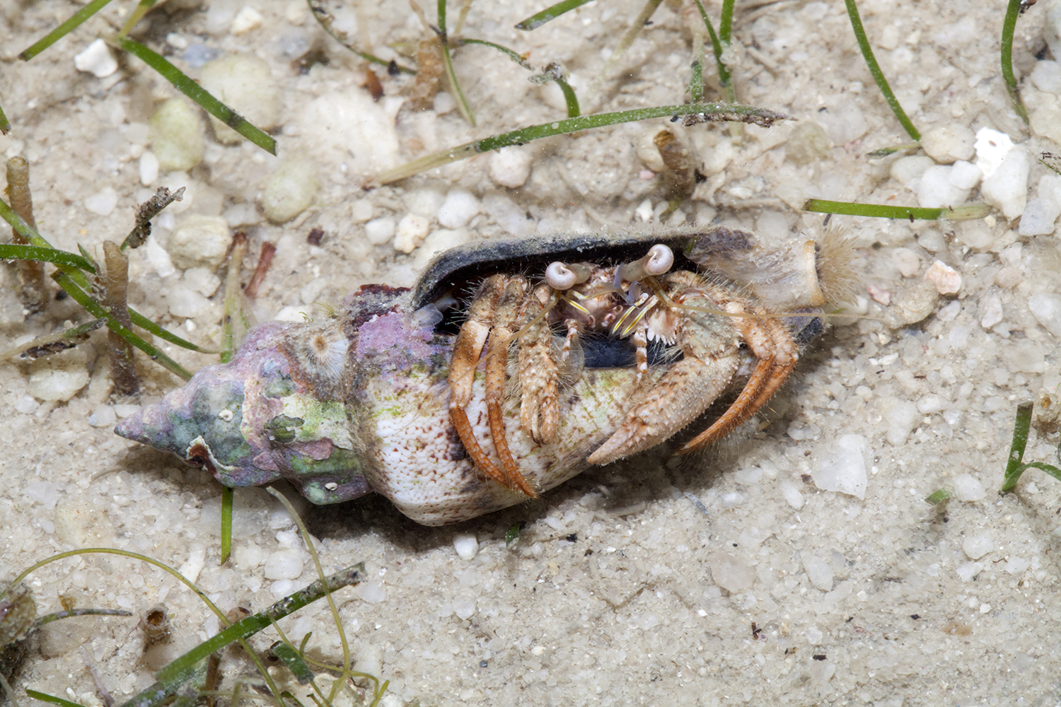 Woodmason's Hermit Crab