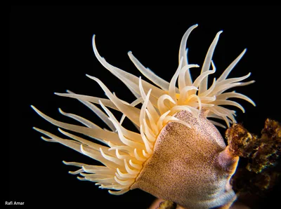 Zebra Gorgonian Wrapper - Nemanthus nitidus