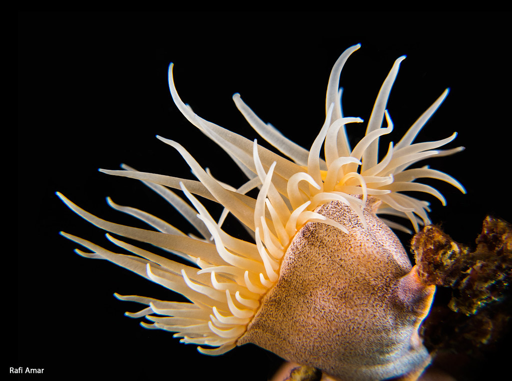 Zebra Gorgonian Wrapper - Nemanthus nitidus