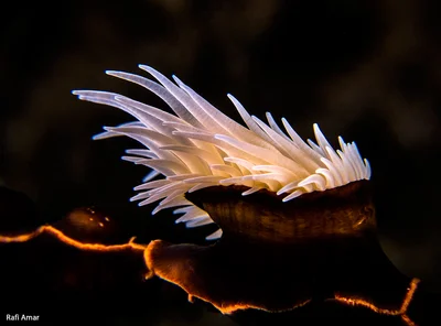 Zebra Gorgonian Wrapper - Nemanthus nitidus