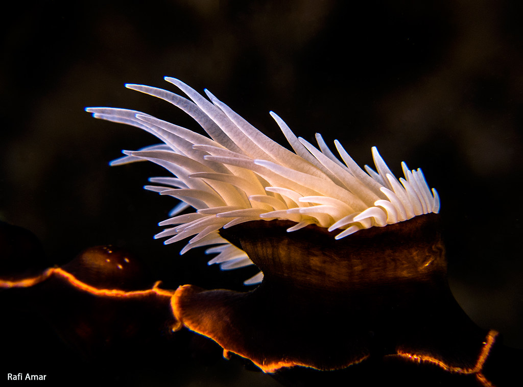 Zebra Gorgonian Wrapper - Nemanthus nitidus