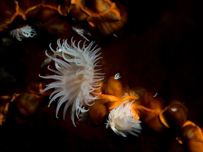 Nemanthus nitidus