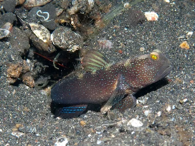 Variable Shrimpgoby