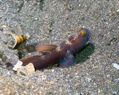 Cryptocentrus fasciatus