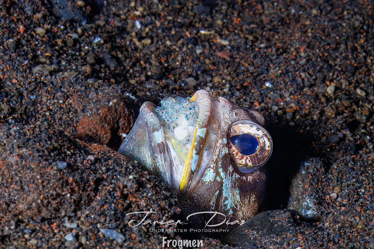 Cryptocentrus fasciatus. Tulamben. Bali.