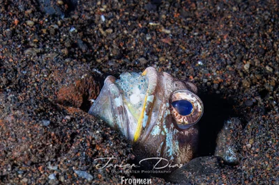 Cryptocentrus fasciatus. Tulamben. Bali.