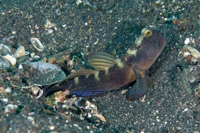 Cryptocentrus fasciatus 16 4555b