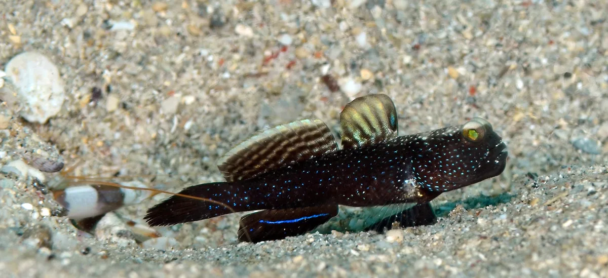 Cryptocentrus fasciatus 13 5060