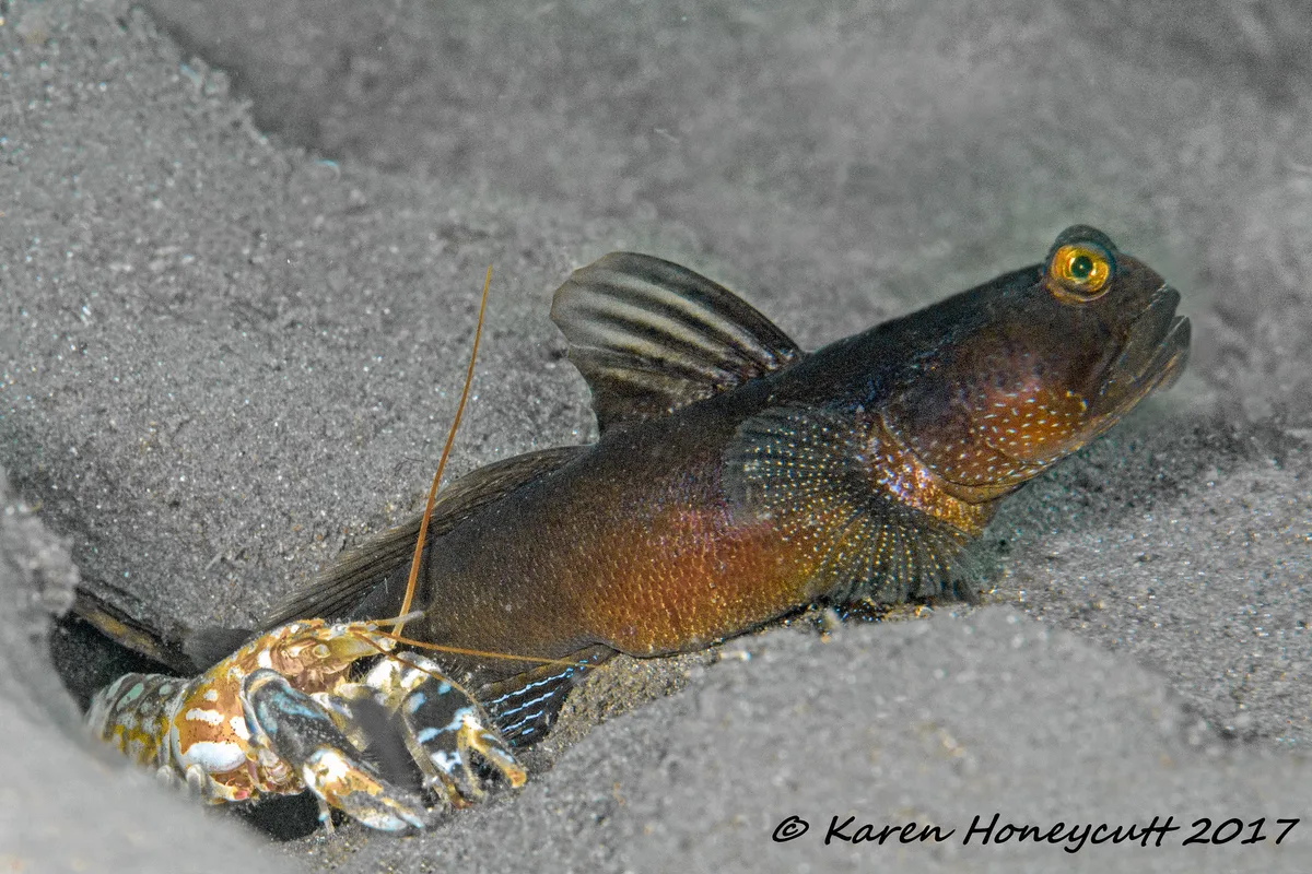 Cryptocentrus fasciatus (Barred Shrimp Goby) and Alpheus bellulus (Tiger Snapping Shrimp) - Lembeh, Indonesia