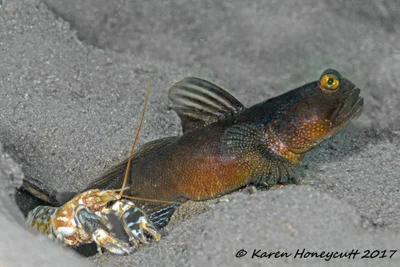 Cryptocentrus fasciatus (Barred Shrimp Goby) and Alpheus bellulus (Tiger Snapping Shrimp) - Lembeh, Indonesia