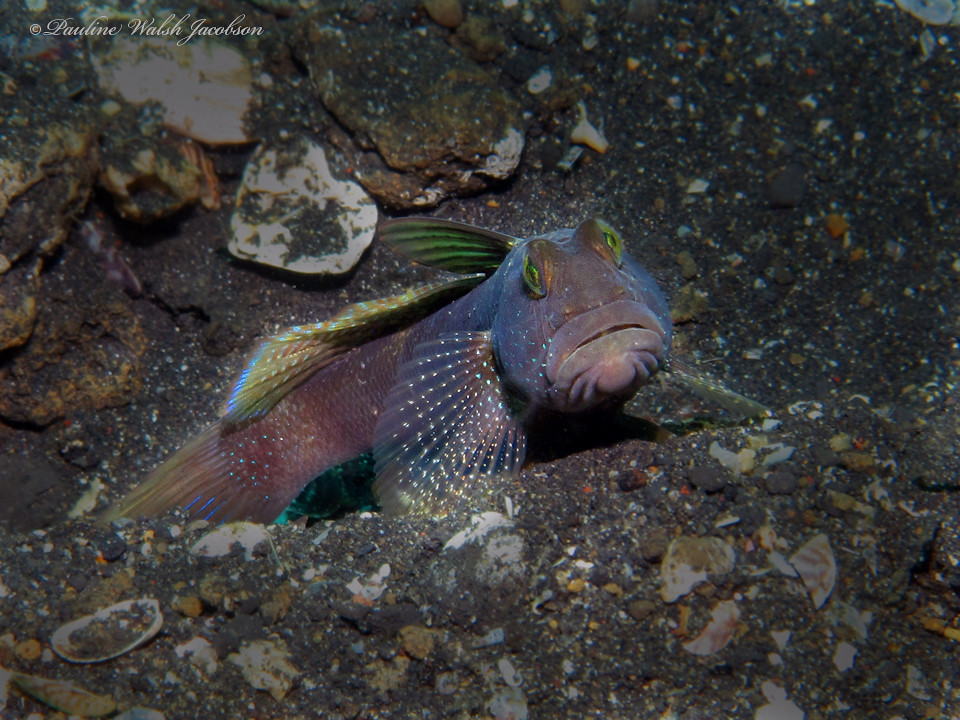 lembeh 16 IMG_7562a sm Barred Shrimp Goby, Cryptocentrus fasciatus, Hairball 1