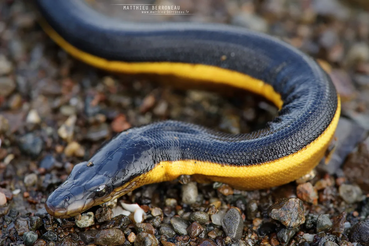 Hydrophis platurus