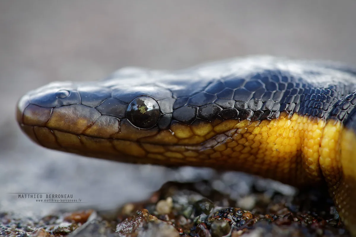 Hydrophis platurus