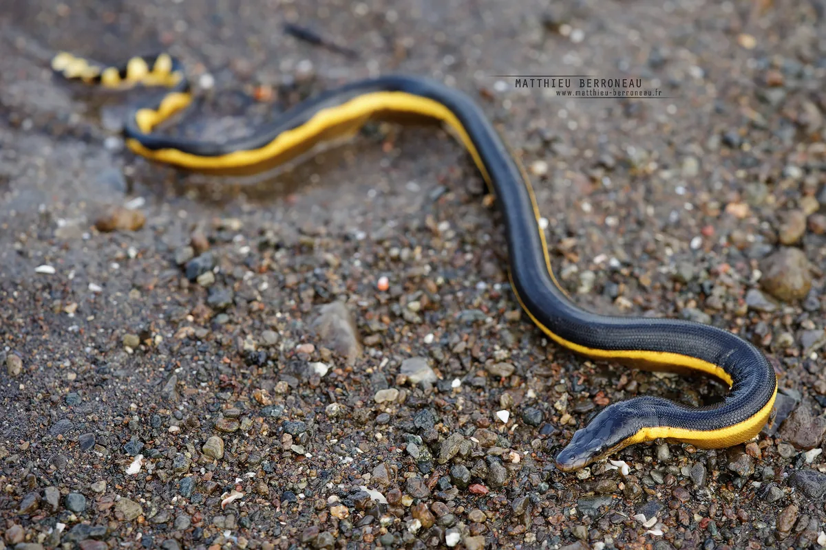 Yellow-bellied Sea Snake Hydrophis platurus