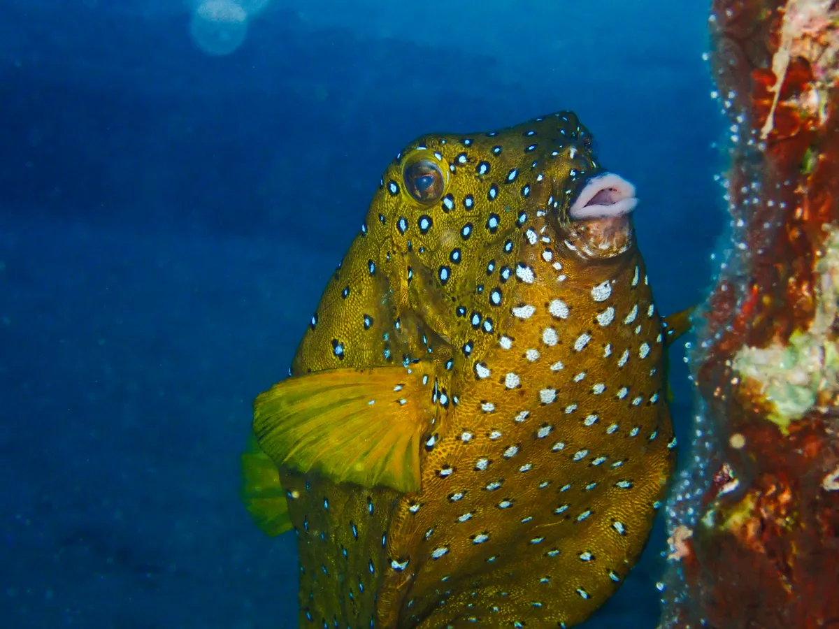 Yellow Boxfish - Female