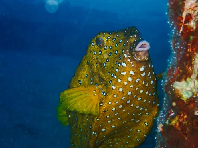 Yellow Boxfish - Female