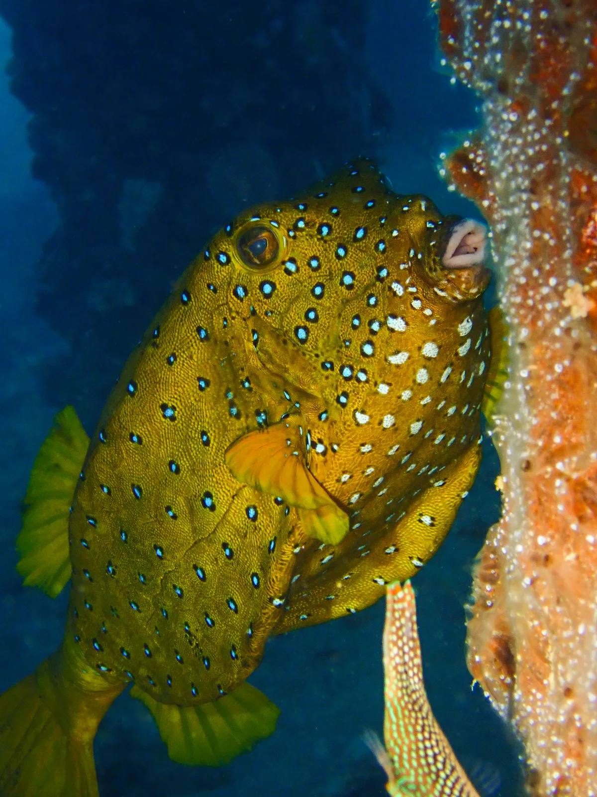 Yellow Boxfish - Female